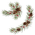 Pine branches with cones. Winter card . Winter holidays. Realistic vector illustration EPS10