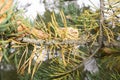 Pine branches and cones are yellow and green Royalty Free Stock Photo