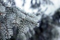 Pine branches covered with hoarfrost crystals Royalty Free Stock Photo