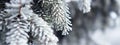 Pine branches covered with hoarfrost crystals Royalty Free Stock Photo