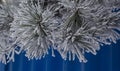 Pine branches covered with hoarfrost, nature winter blue background, snow-covered coniferous needles close-up, soft focus, bokeh Royalty Free Stock Photo