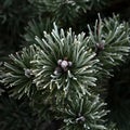 Pine branches covered with hoarfrost. Whinter background