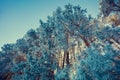 Pine branches covered with rime. Bottom view Royalty Free Stock Photo