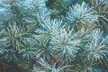 Pine branches covered with rime Royalty Free Stock Photo
