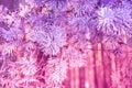 Pine branches covered with rime Royalty Free Stock Photo