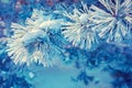 Pine branches covered with rime Royalty Free Stock Photo