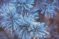 Pine branches covered with rime Royalty Free Stock Photo