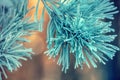 Pine branches covered with rime Royalty Free Stock Photo