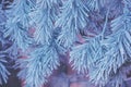 Pine branches covered with rime Royalty Free Stock Photo