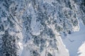 Pine branches are covered with snow. Blizzard in fabulous frosty winter forest. Coniferous needles in hoarfrost and ice Royalty Free Stock Photo