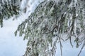 Pine branches are covered with snow. Blizzard in fabulous frosty winter forest. Coniferous needles in hoarfrost and ice Royalty Free Stock Photo