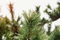 Pine branches covered with snow in cold winter weather. Christmas background with fir trees and blurred background of winter Royalty Free Stock Photo