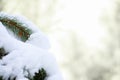 Pine branches covered snow. Royalty Free Stock Photo