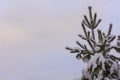 Pine branches covered with white snow against the sky Royalty Free Stock Photo