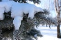 Pine branches with evergreen needles in hoarfrost under snow. Winter forest landscape. Frozen coniferous trees. Royalty Free Stock Photo