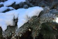 Pine branches with evergreen needles in hoarfrost under snow. Winter forest landscape. Frozen coniferous trees. Royalty Free Stock Photo