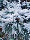 Pine branches in the frost covered with hoarfrost, white winter Royalty Free Stock Photo