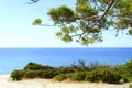 Pine branches and green bushes on the background of the sea landscape. Royalty Free Stock Photo