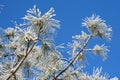 Pine branches with hoarfrost Royalty Free Stock Photo