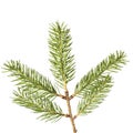 Pine branches isolated