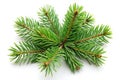 Pine branches isolated on white background Royalty Free Stock Photo