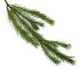 Pine branches isolated on white background without shadow. Royalty Free Stock Photo
