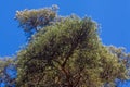 Pine branches. Large pine tree, bottom view on green branches