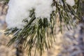 pine branches with long green needles covered with fluffy snow close up Royalty Free Stock Photo