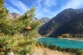 Pine branches near the mountain lake