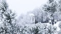 Pine branches with needles covered by frost and gazebo