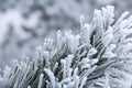 Pine branch with needles covered by frost