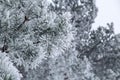 Pine branches with needles covered by frost