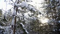 Pine branches with needles covered with snow. Clip. Low angle view of trees on a winter sunny day. Royalty Free Stock Photo