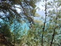 Pine branches and the sea