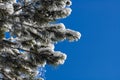 Pine branches in snow against the blue sky