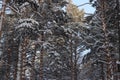 Pine branches in the snow in the forest in winter Royalty Free Stock Photo
