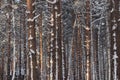 Pine branches in the snow in the forest in winter Royalty Free Stock Photo