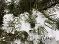 Pine branches in the snow. Long green needles of evergreen tree in winter. Wet snow Royalty Free Stock Photo