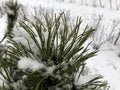 Pine branches in the snow. Long green needles of evergreen tree in winter. Wet snow Royalty Free Stock Photo