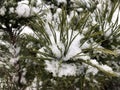 Pine branches in the snow. Long green needles of evergreen tree in winter. Wet snow Royalty Free Stock Photo
