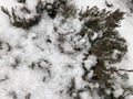 Pine branches in the snow. Long green needles of evergreen tree in winter. Wet snow Royalty Free Stock Photo