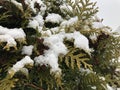 Pine branches in the snow. Long green needles of evergreen tree in winter. Wet snow Royalty Free Stock Photo