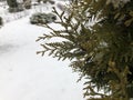 Pine branches in the snow. Long green needles of evergreen tree in winter. Wet snow Royalty Free Stock Photo