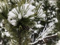 Pine branches in the snow. Long green needles of evergreen tree in winter. Wet snow Royalty Free Stock Photo