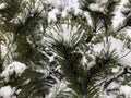 Pine branches in the snow. Long green needles of evergreen tree in winter. Wet snow Royalty Free Stock Photo