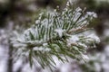 Pine branches in the snow, macro. Snow-covered needles of an evergreen tree