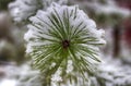 Pine branches in the snow, macro. Snow-covered needles of an evergreen tree