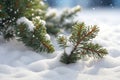 Pine branches in the snow on a new morning The coldness of winter and the contrast of the branches Royalty Free Stock Photo