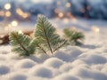 Pine branches in the snow on a new morning The coldness of winter and the contrast of the branches and warm sunlight Royalty Free Stock Photo