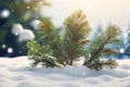 Pine branches in the snow on a new morning The coldness of winter Royalty Free Stock Photo